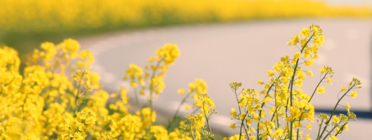 Ett rapsf&auml;lt vid en landsv&auml;g.